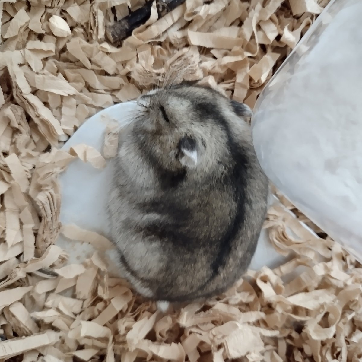 www_nve_jp's tweet photo. 鏡の中からはにー☀🐣
世界で1番尊いのは？
それはあなた
未来へと続く今日があなたを輝かせる✨

人だけが誤った結論を出す
矛盾や恐怖を恐れずに正しい結論だけを出そう✨

本日の言葉
「人によっては陽はもう昇らない」 （鏡未来）

全生命の健康と多幸を願って✨✨

#鏡未来の言葉 #鏡未来の夫婦論 https://t.co/Nm42L1Hbje