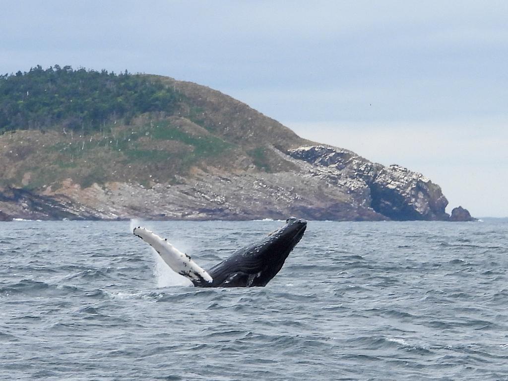 Humpback breaching today with <a href="/mollybawntours/">Whale & Puffin Tours</a>