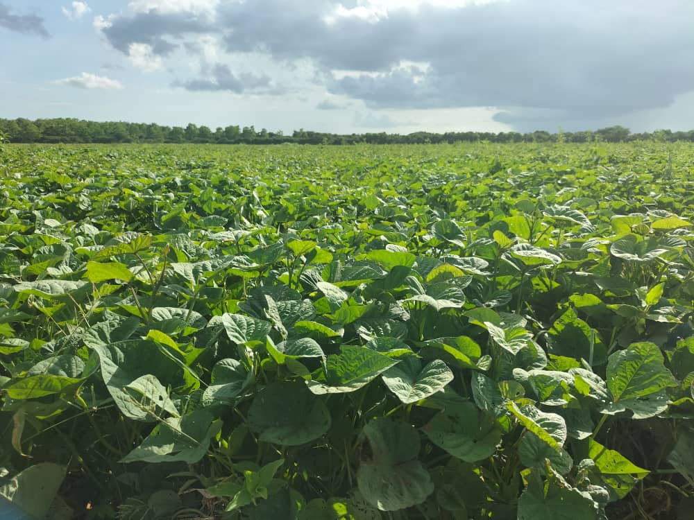 La empresa de cultivos varios "Horquita" tiene potencialidades para incrementar sus producciones. Sobre la bancarización en el sector y lo vital de su contribución para la alimentación del pueblo cienfueguero debatimos con sus trabajadores. #GenteQueSuma