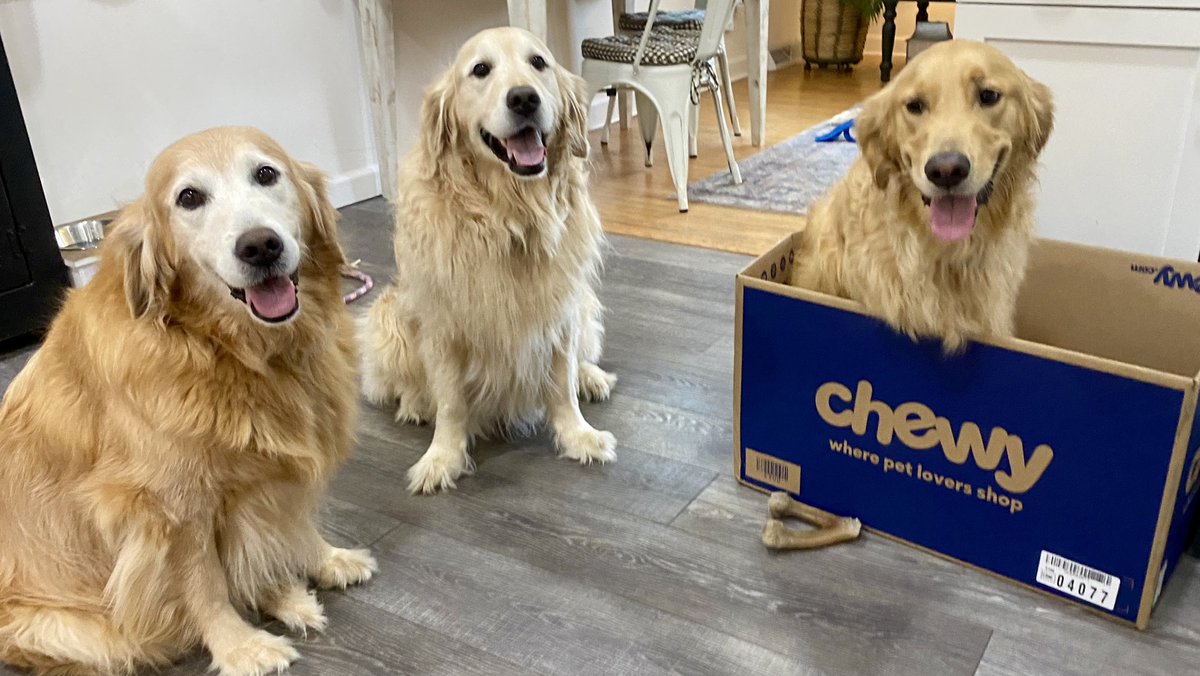 MikeFrezon's tweet photo. Sophie &amp; Pete thought maybe they could “return” Jack to @Chewy without anyone noticing. #chewy 
#dogsoftwitter #BrooksHaven #grc #dogcelebration #GoldenRetrievers #ReturnToSender #PostagePaid https://t.co/Ax3Se1Ia9V