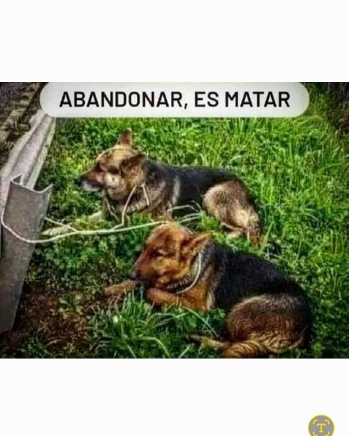 GRamirezF_D12's tweet image. #Nunca los abandones !!!😢