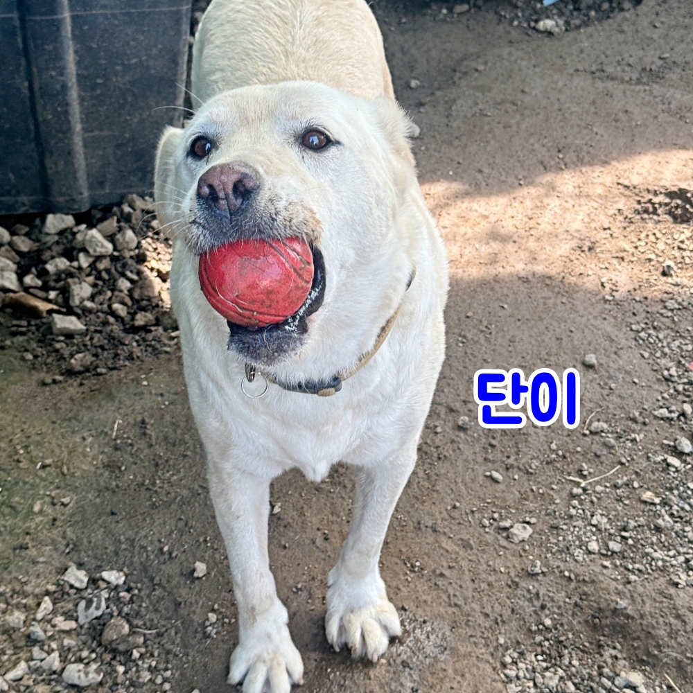 공 물고 다니는 걸 좋아하는 '단이'입니다. 
요즘 다이어트에 성공했어요. ^^