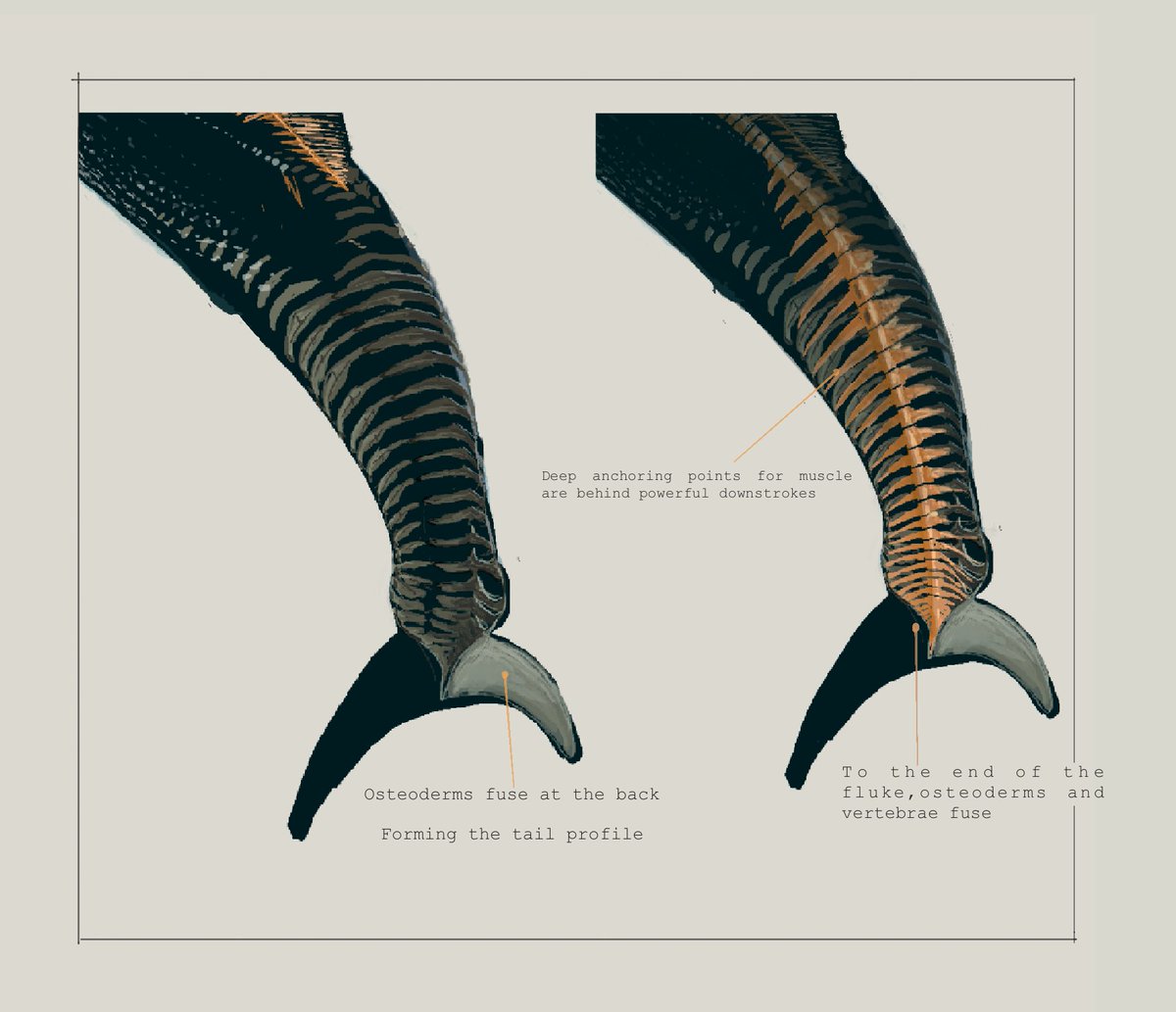 Key to their success was the extensive osteoderm cover, allowing to anchor strong muscles on the tail and protecting it from predators,seahorses became thuniform at last and it only took like 100 million years of isolation 

#Bivalvopia