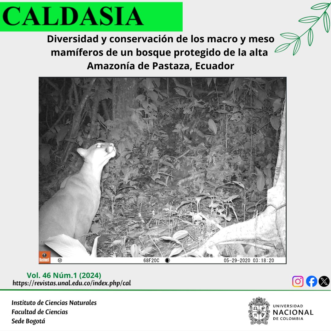 CaldasiaICN_UN's tweet photo. En un bosque protector ubicado en una zona de alta Amazonía de la provincia de Pastaza en Ecuador se registraron 29 especies de macro y mesomamíferos de 8 órdenes y 15 familias con un esfuerzo de 3347 noches-trampa en el año 2020 https://t.co/dFYasM8526 #RevistaCaldasia #artículo https://t.co/hVvF5PfPdU