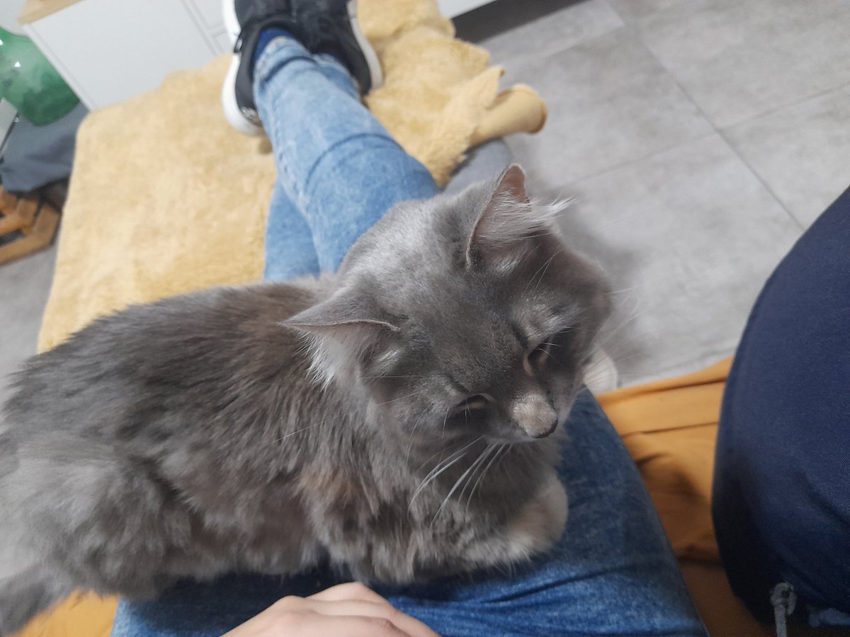 Luna_Gol's tweet photo. Dudo que exista un ser más intenso e interesado que mi gato. 
Les dejo foto del princeso en cuestión https://t.co/MyI0wAaY1Z