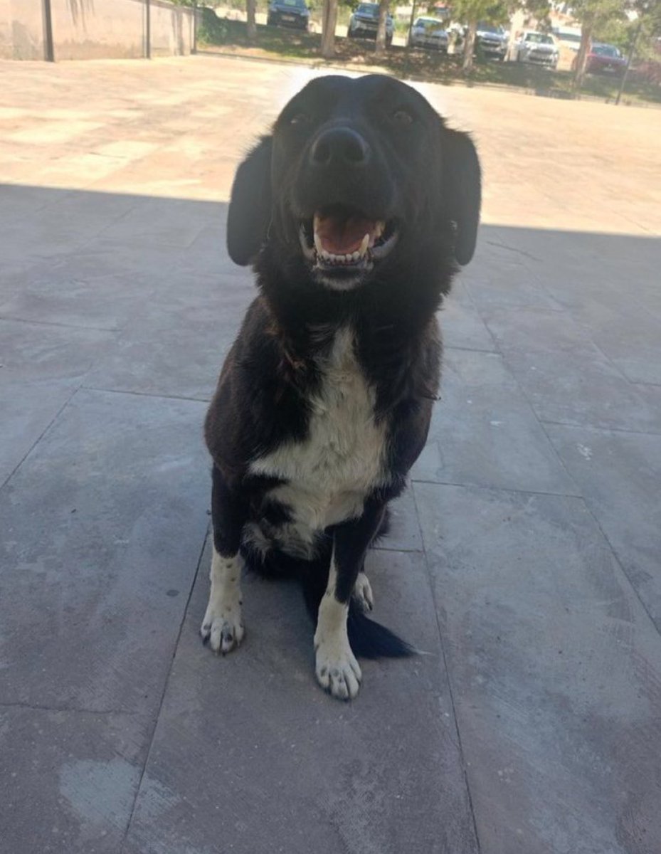 Sn <a href="/RTErdogan/">Recep Tayyip Erdoğan</a> bu resmi torunuza gösterir misiniz? İnstagrama giremeyeceği için belki X den görüp size sorar! 

Bu canlı yavrularıyla beraber yasada yazmayan gerekçelerle toplu mezarda katledildi! Bu canlının ne zoonotik hastalığı olabilirdi sizce?

Bu katliam kontrolünüzden çıkar