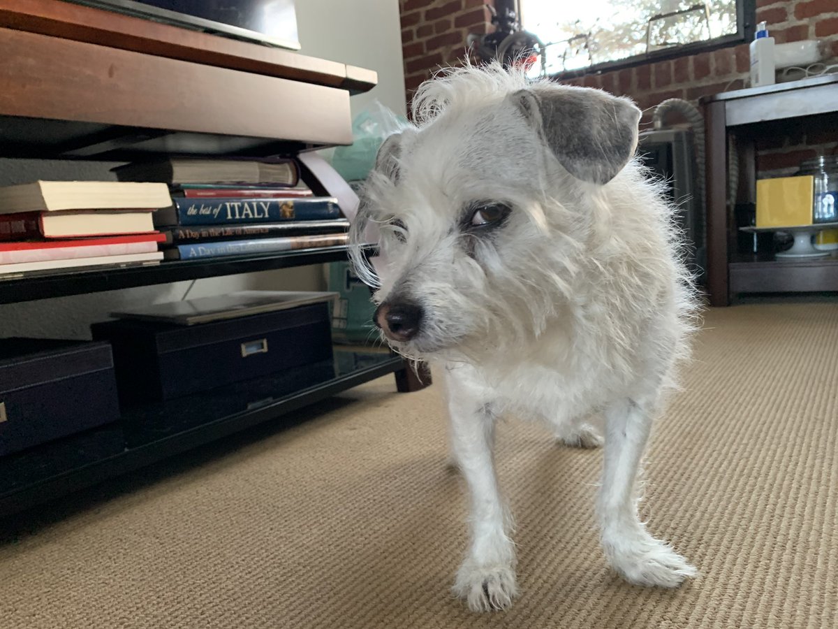 zag0da's tweet photo. Been going through photos since Rufus passed on 8/3/24. Discovered I have a picture of him doing the exact pose as the side eye dog meme https://t.co/ASedMfimMe