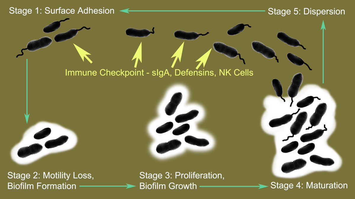 Joshua Leisk tweet media
