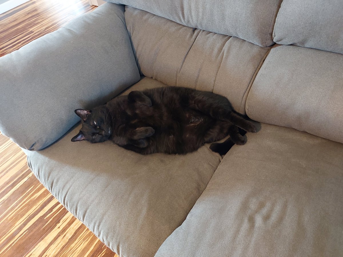 AngelGodiva's tweet photo. @zephycat229 @RadicalJesus44 I have her soul mate, Sushi, right here ❤️ https://t.co/7v2jjUbcsQ