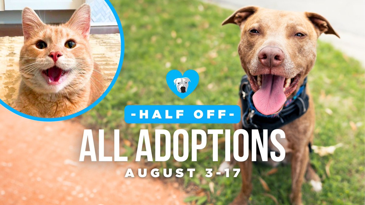 Half off ALL adoption now through the 17th! Check out our adoptable animals -&gt; onetail.org