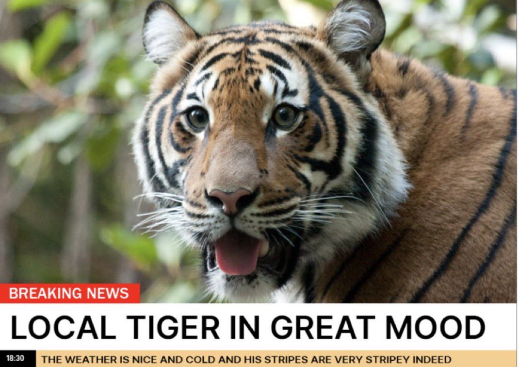 SSN Detroit Tigers tweet media