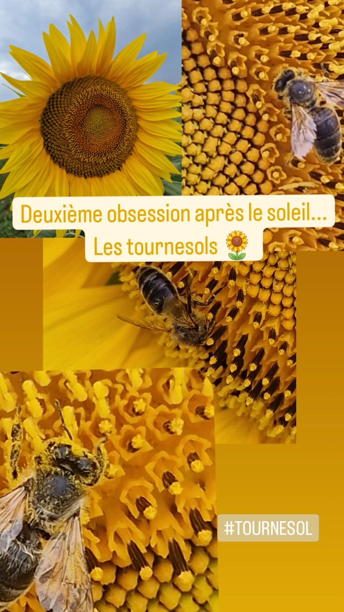 MichaudDode's tweet image. #tournesol