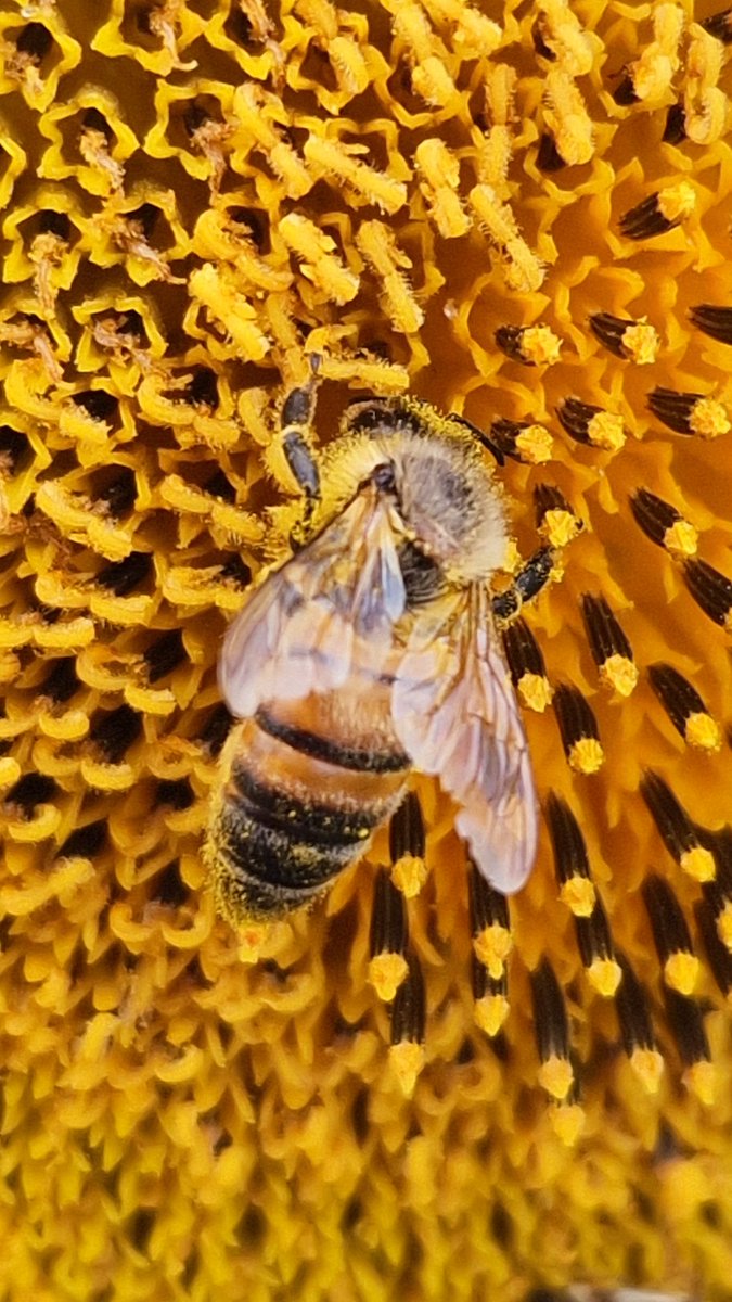 MichaudDode's tweet image. #tournesol