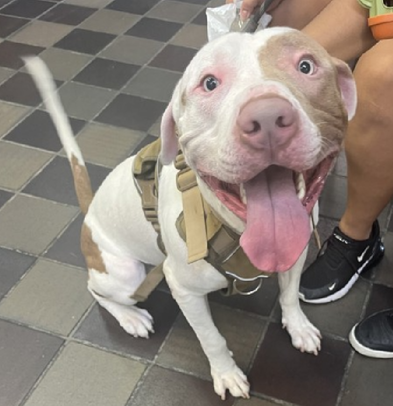 NMBewitched's tweet photo. Beloved 
Kill Listed for 8/8 #NYCACC 
#RescueMe 
#FostersSaveLives 
https://t.co/FIzAVtkQfd 

Renamed to Beloved King
Best behavior score on arrival, look at that face 
Sadly only photo
Beloved does not like his cell
Frightened, alone just waiting to be killed
#Pledge4Rescue https://t.co/UUvqYBVXd4