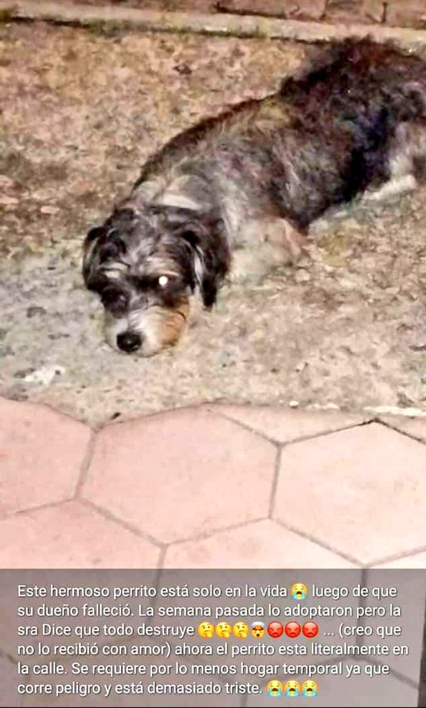 #Mérida Atención!
Se requiere de una casita amorosa y responsable para este angelito que quedó huérfano de su papito humano.  La persona que se comprometió a cuidarlo, se cansó de él.🥺 
Esta criatura está deprimida...
Por favor, ayúdenme a difundir. 

Información a mi DM.