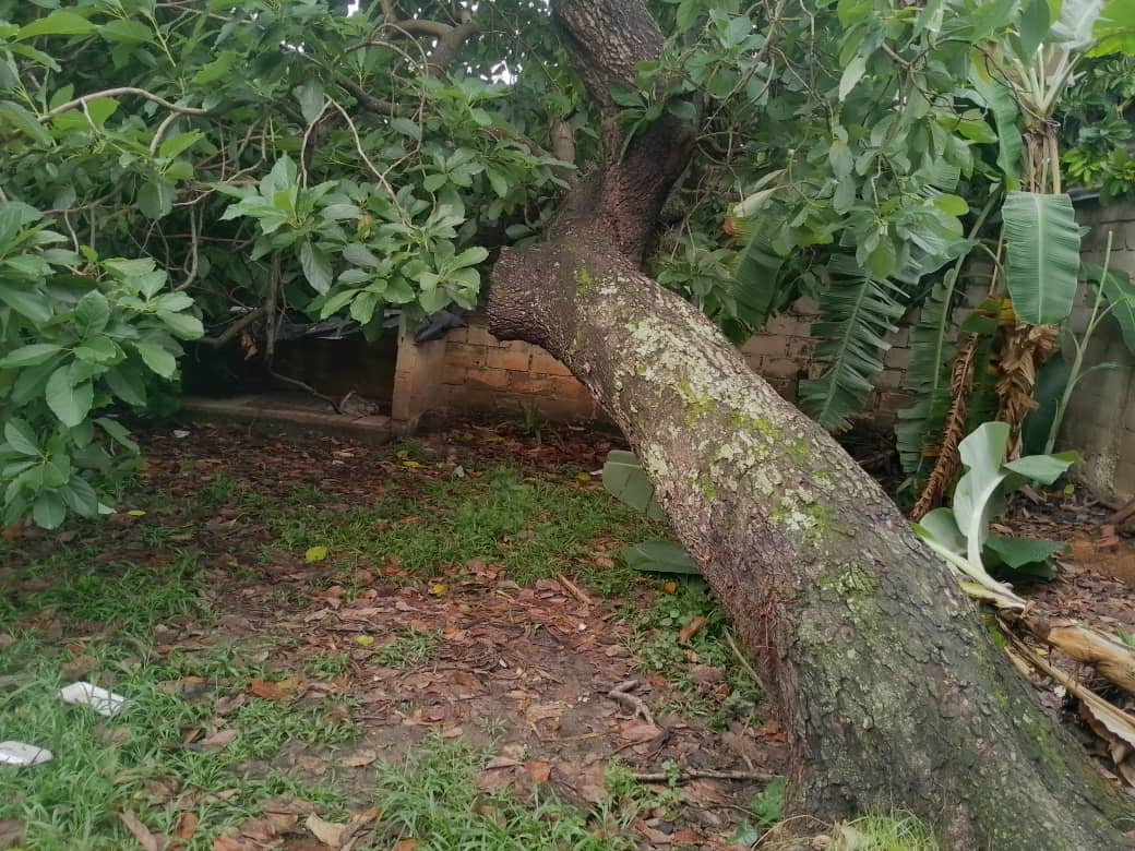 pcmbi's tweet photo. #6Ago Tala de Árbol 🌳 Caído de Especie Persea Americana Dentro una Vivienda 🏠 en el Sector de Mata Seca #MBI @BrullerbyPSUV @droopy171 @efrenochoa @PCivil_Ve @Zoedanaraguapc @DulceyParadaM @Vgrpc_MIJP @Forestales_13 https://t.co/BKI4x9TDaP