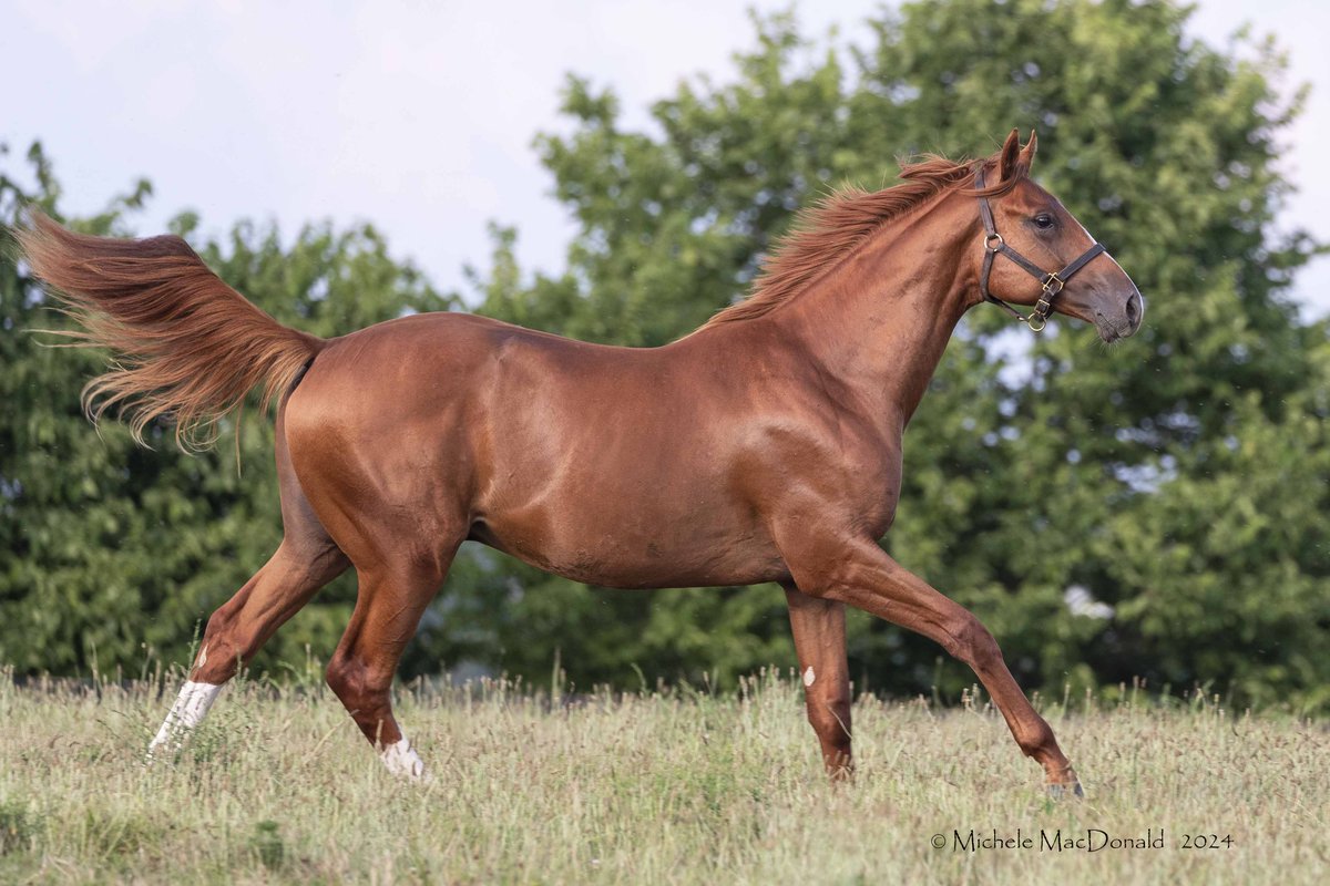 Summer Wind Farm (@moresummerwind) on Twitter photo If you saw him, you knew: there were 1,900,000 reasons to love him. Thanks so much to MV Magnier & Peter Brant for buying Summer Wind-bred Hip 146, Gun Runner colt o/o Secret Sigh (Tapit); he's now co-2nd-high price at #Saratoga. Big future ahead! <a href="/FasigTiptonCo/">Fasig-Tipton</a> <a href="/LanesEndFarms/">Lane's End</a> If you saw him, you knew: there were 1,900,000 reasons to love him. Thanks so much to MV Magnier & Peter Brant for buying Summer Wind-bred Hip 146, Gun Runner colt o/o Secret Sigh (Tapit); he's now co-2nd-high price at #Saratoga. Big future ahead! <a href="/FasigTiptonCo/">Fasig-Tipton</a> <a href="/LanesEndFarms/">Lane's End</a>