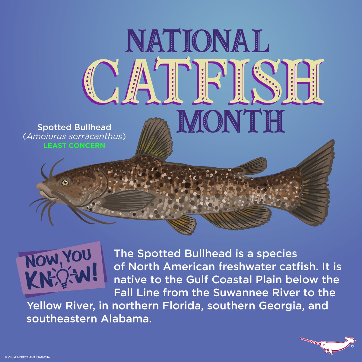 PepomintNarwhal's tweet photo. #NationalCatfishMonth
#NowYouKnow #SpottedBullhead

Shop #PeppermintNarwhal: https://t.co/bQXxNGbEjD
Inter'l Shoppers visit our store on Etsy:
https://t.co/CmXcejl4hv

#CatfishMonth #Catfish #Bullhead https://t.co/ocdCOjP8JD
