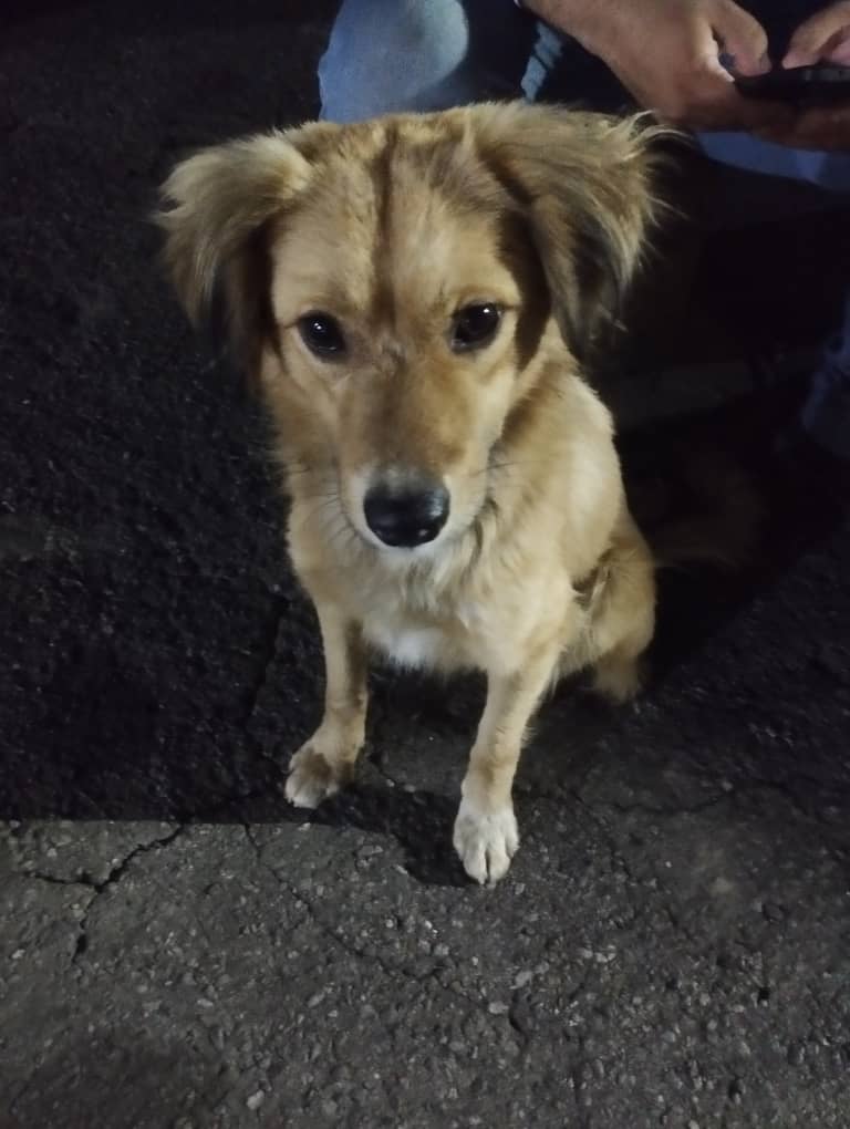 Reporta <a href="/solseereth/">Geraldine Hernandez</a>: pequeño 😇🐶 se encuentra en la calle  😭residencia la cima los Teques Estado Miranda  por favor se busca hogar responsable se ve como de dos años 04241517791 por favor ayúdame a difundir 🙏