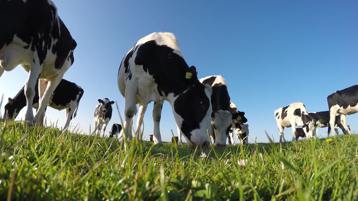 AgResearch (@agresearchnews) on Twitter photo Funding from the <a href="/BezosEarthFund/">Bezos Earth Fund</a> will help our scientists, working with <a href="/Pirbright_Inst/">The Pirbright Institute</a>, to build scientific evidence for a vaccine that can reduce methane emissions from cattle. More at: agresearch.co.nz/news/new-zeala… Funding from the <a href="/BezosEarthFund/">Bezos Earth Fund</a> will help our scientists, working with <a href="/Pirbright_Inst/">The Pirbright Institute</a>, to build scientific evidence for a vaccine that can reduce methane emissions from cattle. More at: agresearch.co.nz/news/new-zeala…
