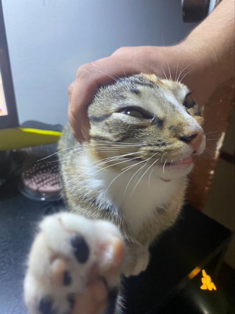 Cats with their heads held back (@catsheld) on Twitter photo 