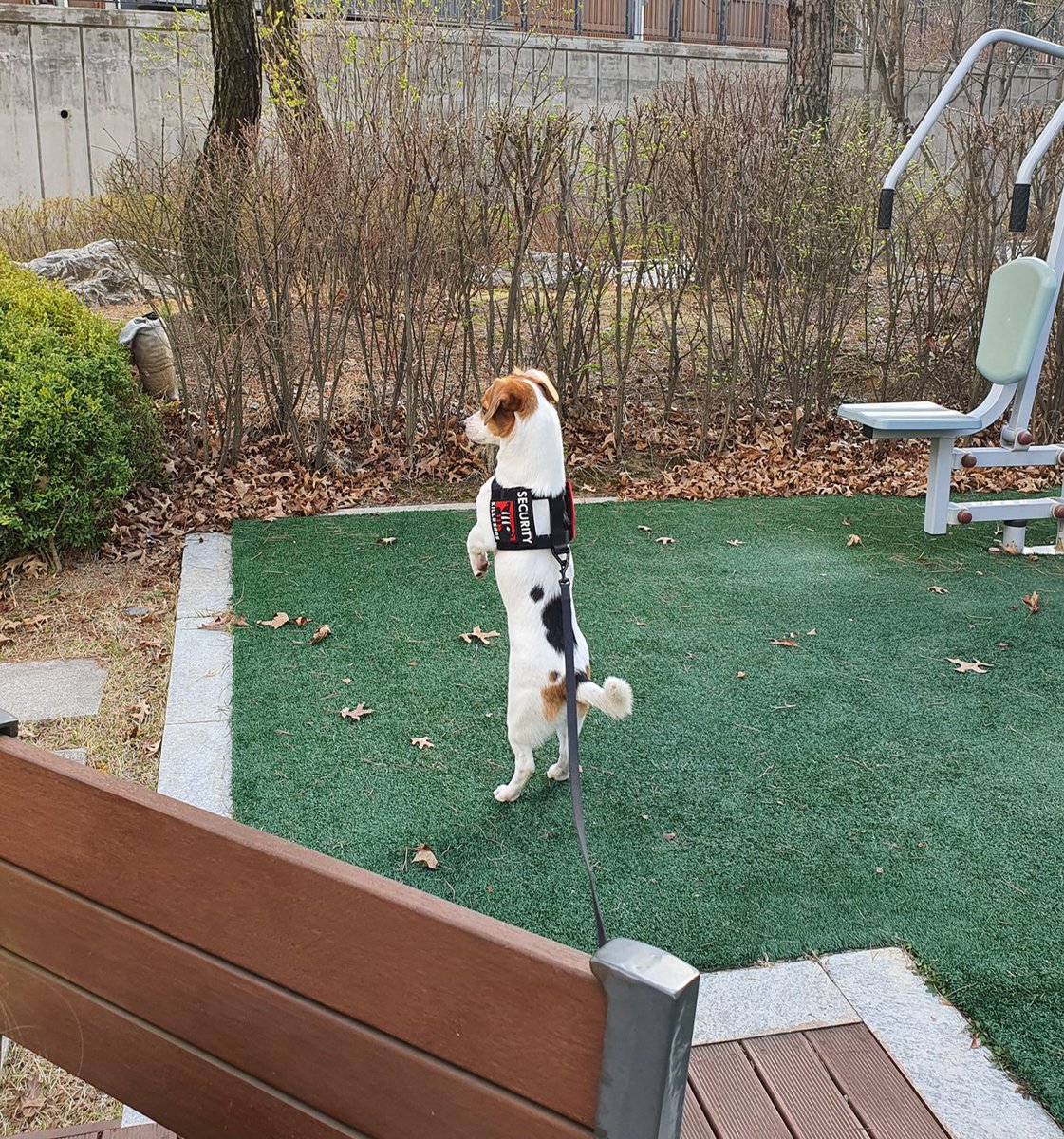 우리집 경호 미어캣