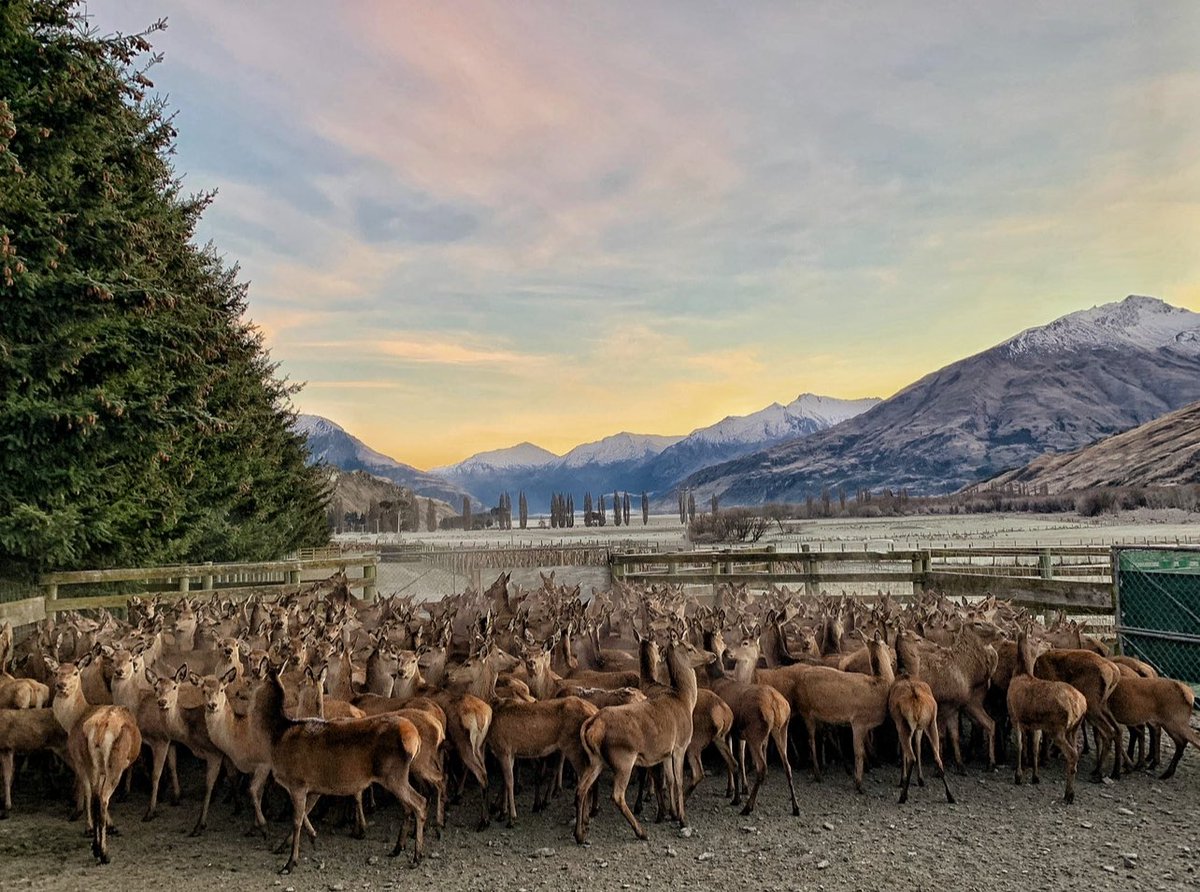 preg_tester's tweet photo. One of the last mobs of hinds off hill &amp; in for scanning. Been a dream run this winter, yards/laneways holding up well. https://t.co/2QJV43EpdO