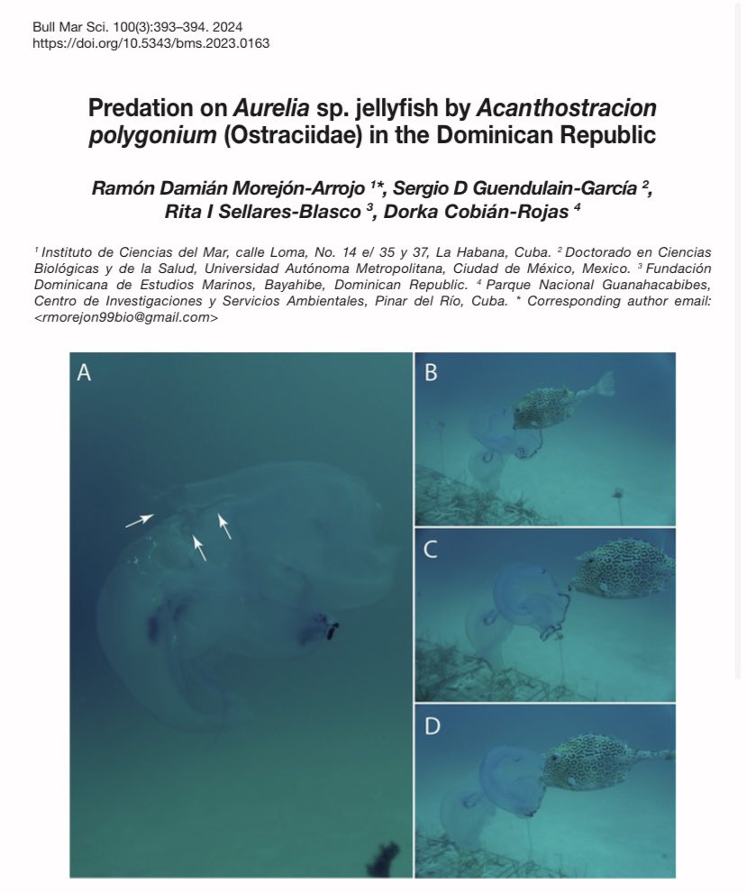morejon_d's tweet photo. 🚨Paper alert!  Recent collaboration with @Fundemardr describing a novel behavior of opportunistic feeding from cowfish on moon jellyfish in Dominican Republic. 
👉🏻 https://t.co/xBOHNnVftR https://t.co/4WVAZ6RWt0