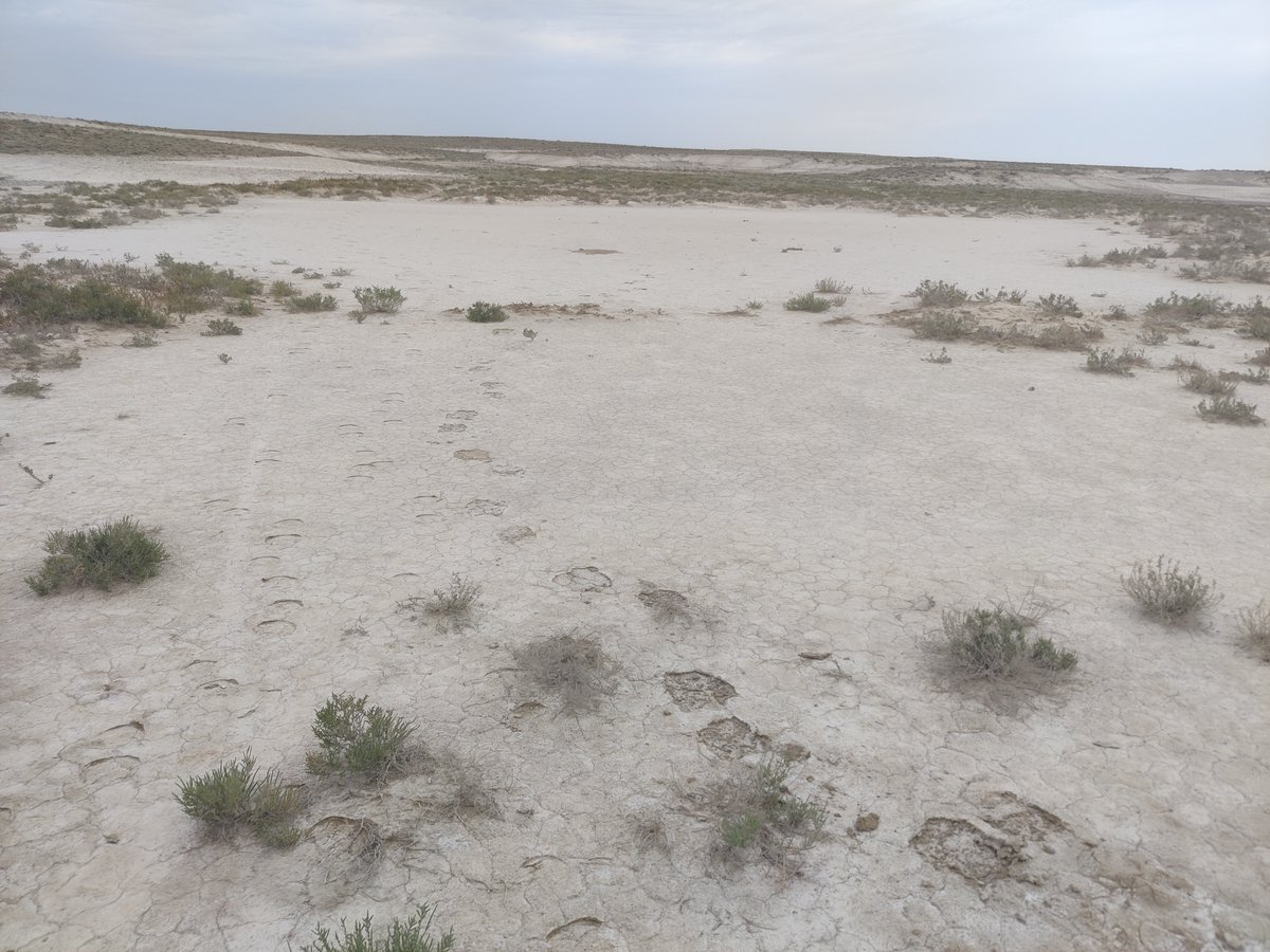 Myco_Microbio's tweet photo. 🚨 Exciting News! 🚨 GSMc, FunLeaf, &amp; FunHome have received samples from Kazakhstan! 🌍 Get ready to explore the fascinating fungi of the Mangyshlak and Ustyurt salty deserts, as well as the Kazakh part of the Tian Shan mountains. 🦠✨ #Science #Research #Fungi #Biodiversity https://t.co/vxhW84NOrW