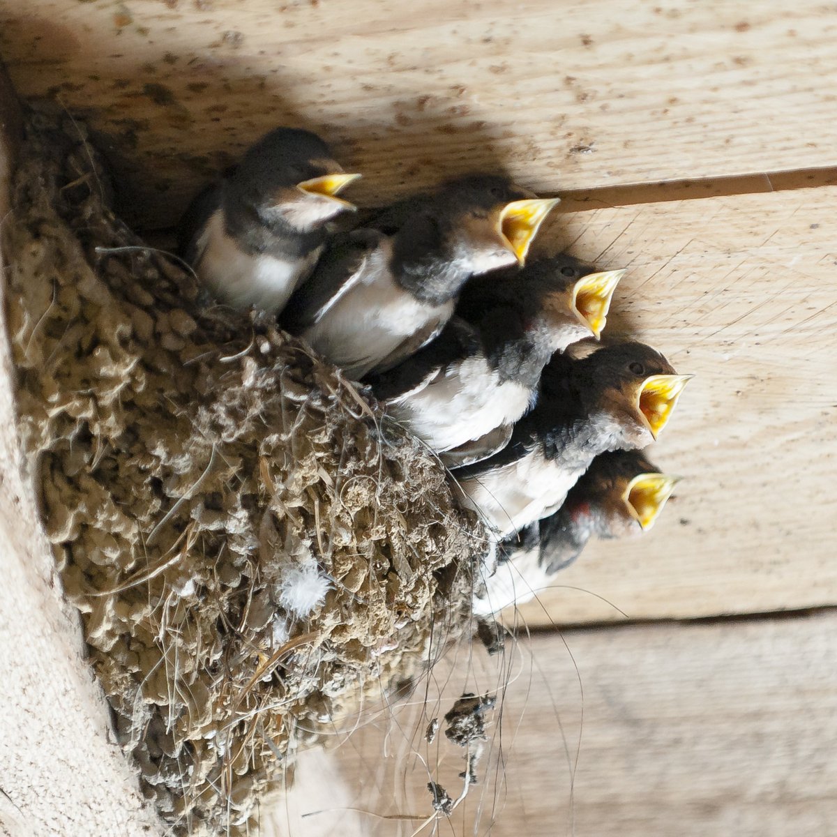 Superpetltd's tweet photo. Swallows can travel up to 200 miles a day during migration, journeying from the UK to Africa. ๐ฆ๐ #WildlifeFacts #SwallowMigration #Superpet #DYK #DidYouKnow https://t.co/XdU5Eu9QUt
