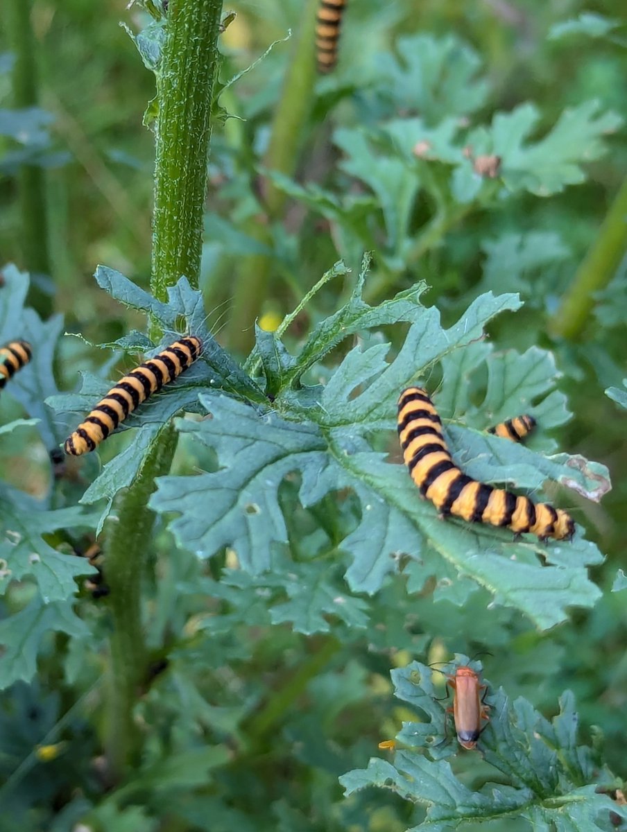 Are you seeing cinnabar moth caterpillars around you? Here's a picture of some I found on ragwort recently. 

And is it just me, or do the ragwort's bright yellow flowers seem extra bright and sunny this year?