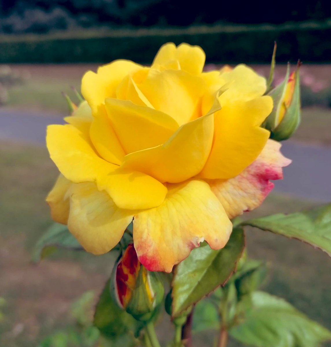 sandra_nimha's tweet photo. #RoseWednesday https://t.co/tb8HCTx429