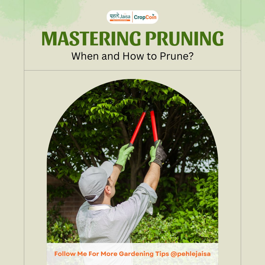 Pehle_Jaisa's tweet image. Buy Pehle Jaisa Organic Fertilizer now from Amazon, Flipkart, and Meesho. #PruningTips #GardeningFAQ #PlantCare #PehleJaisaFertilizer #HealthyPlants