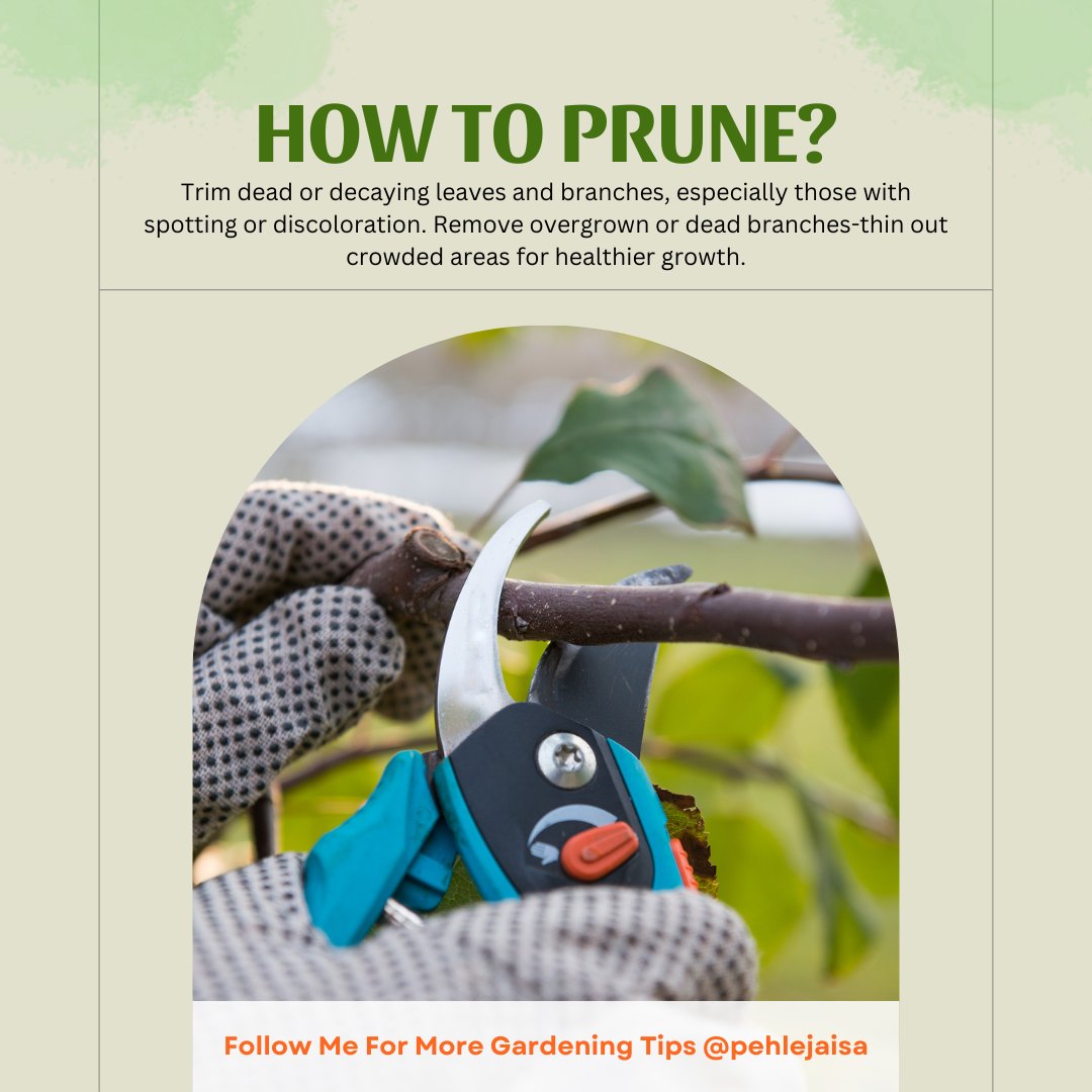 Pehle_Jaisa's tweet image. Buy Pehle Jaisa Organic Fertilizer now from Amazon, Flipkart, and Meesho. #PruningTips #GardeningFAQ #PlantCare #PehleJaisaFertilizer #HealthyPlants