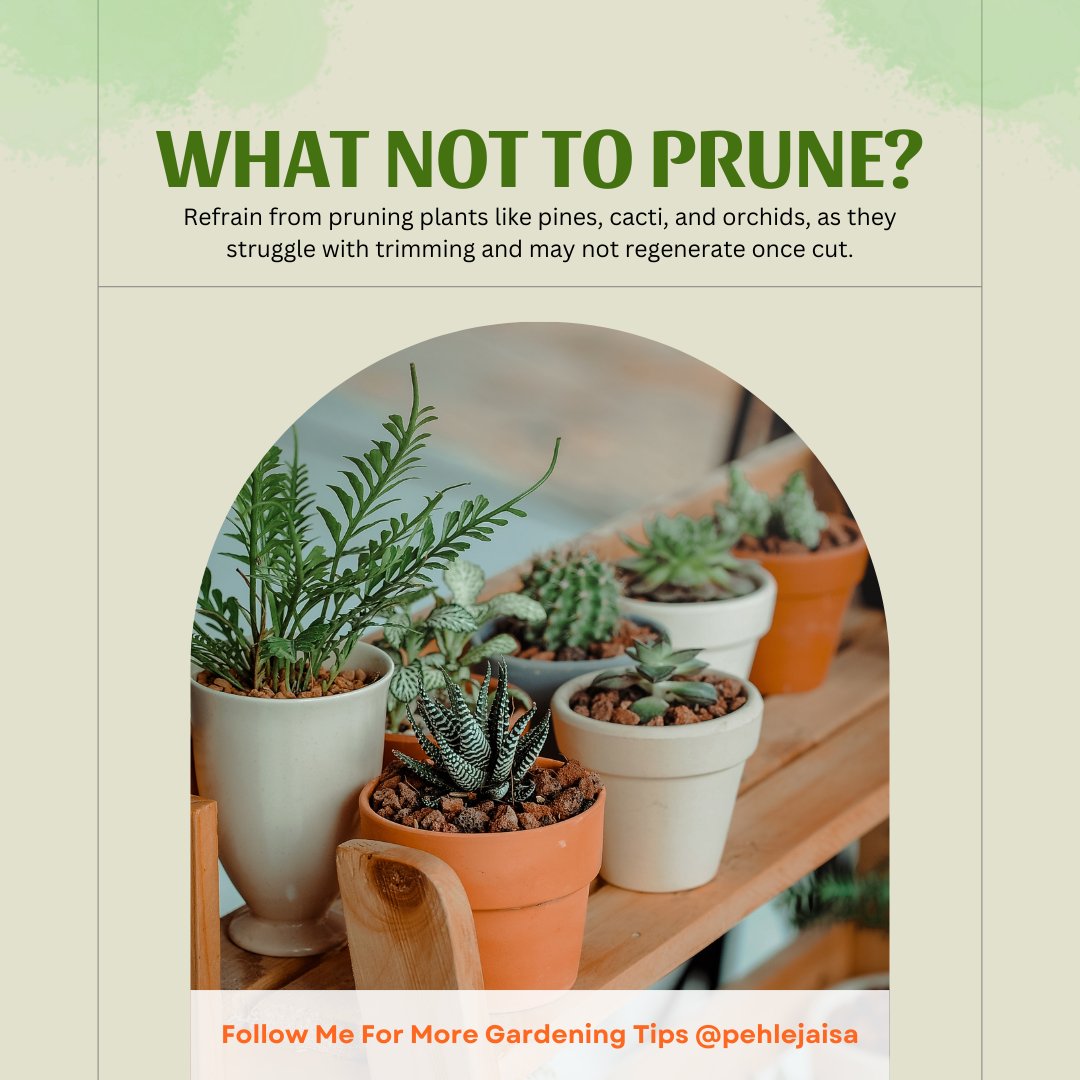 Pehle_Jaisa's tweet image. Buy Pehle Jaisa Organic Fertilizer now from Amazon, Flipkart, and Meesho. #PruningTips #GardeningFAQ #PlantCare #PehleJaisaFertilizer #HealthyPlants