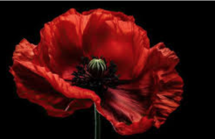 Pippa Ettore tweet media