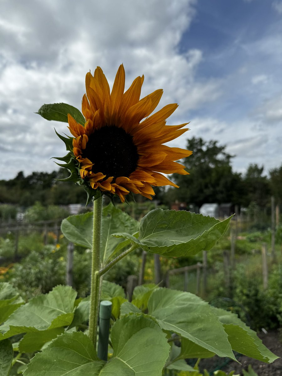 gazsplot's tweet photo. #Dahlia #DahliaLove #dahlias #DailyDahlia #Flowers #blooms #Allotment #gardening #GardeningTwitter #GardenersWorld https://t.co/1LfGG98PPO
