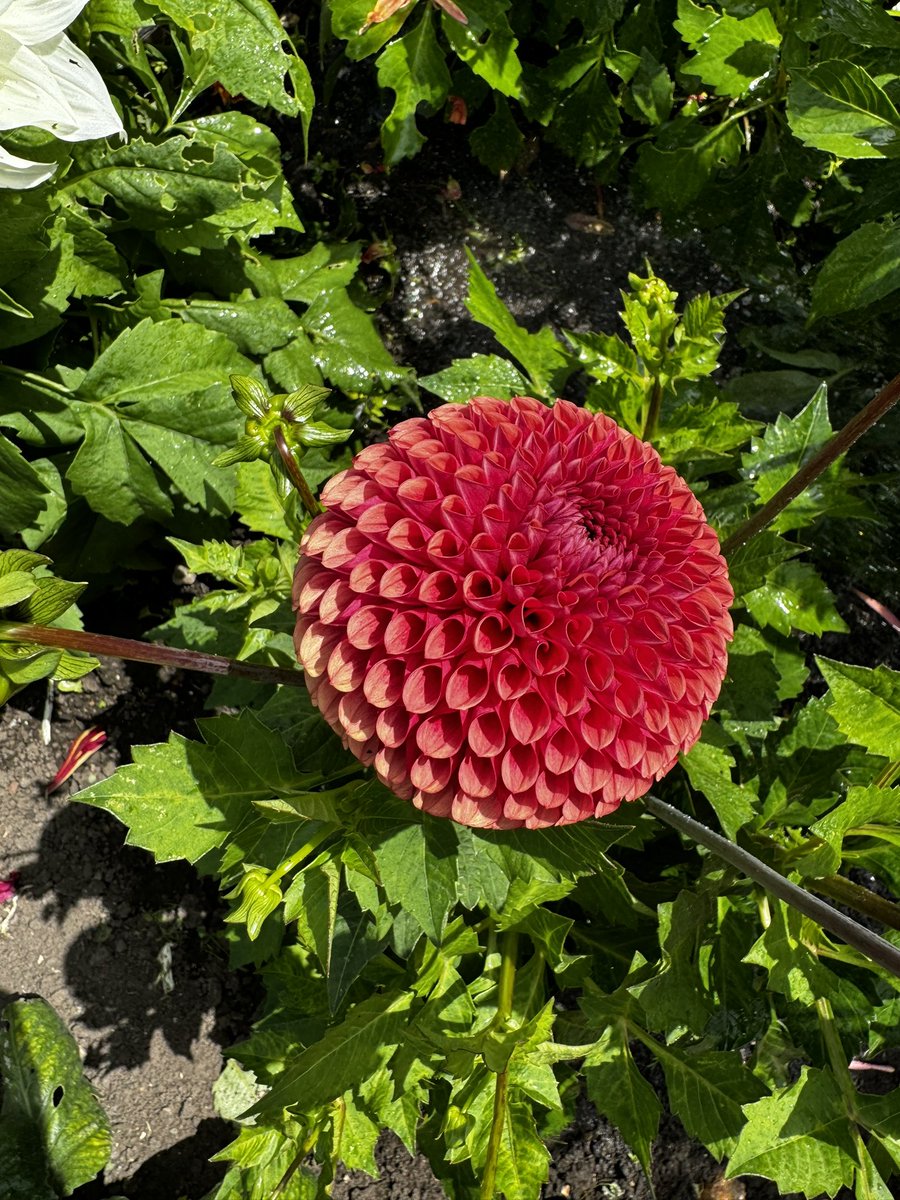 gazsplot's tweet photo. #Dahlia #DahliaLove #dahlias #DailyDahlia #Flowers #blooms #Allotment #gardening #GardeningTwitter #GardenersWorld https://t.co/YMgyw55Wje