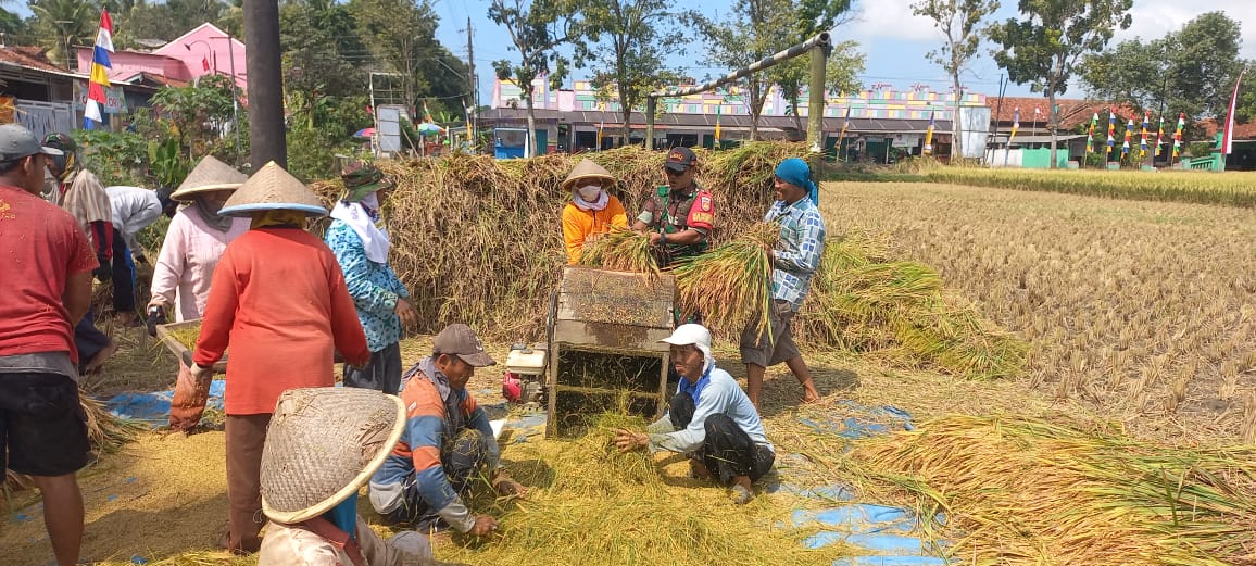 Babinsa Koramil 19/ Kuwarasan Turun Langsung Bantu Petani Panen Padi