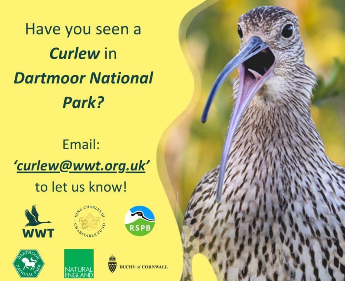 We’ve started to release this years cohort of Curlew onto Dartmoor, please can you keep a look out for them and report any sightings to curlew@wwt.org.uk 😊<a href="/WWTconservation/">WWT Conservation</a> <a href="/KaneBrides/">Kane Brides</a> <a href="/JordanPargeter/">Jordan Pargeter</a> <a href="/Dan_Gornall/">Daniel Gornall</a>