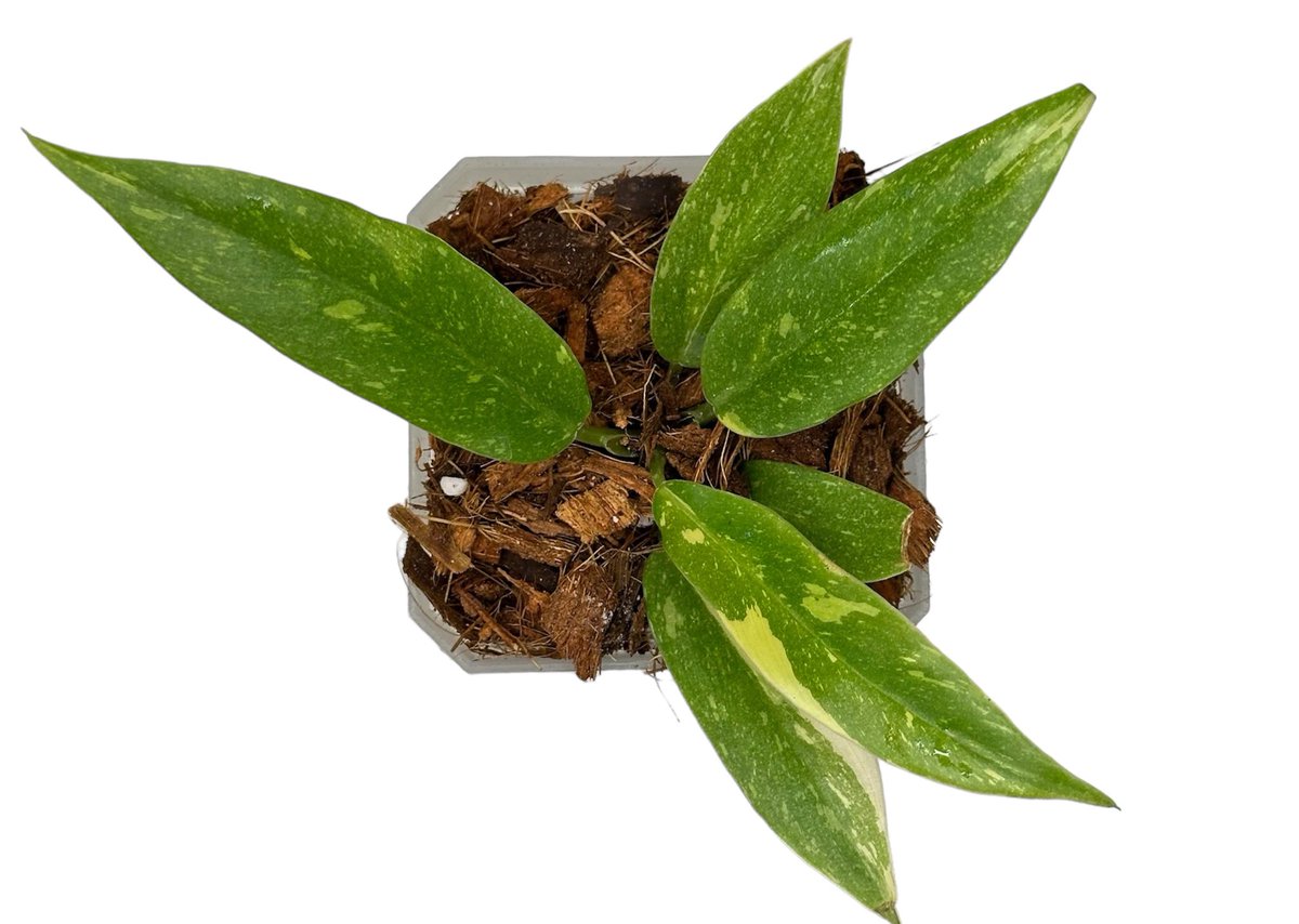 GrowWithNoot's tweet photo. A new arrival! This Philodendron Ring of Fire will grow up quick! 

#philodendron #HouseplantHour #houseplant https://t.co/8zt4ShUJut