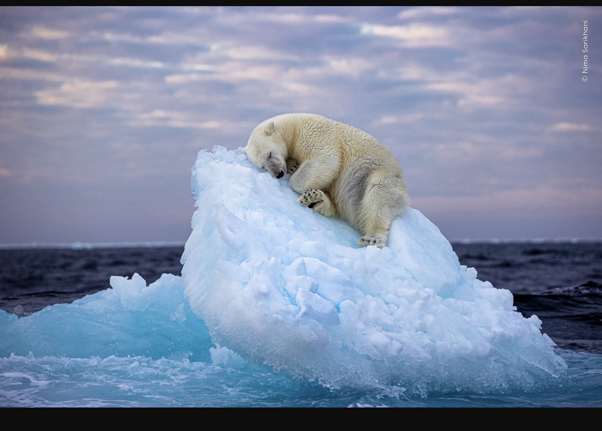 A picture speaks thousand words. My visit <a href="/NHM_London/">Natural History Museum</a> for  Wildlife photography exhibition, conveyed a simple message: habitats of #PolarBear are on a decline, causing its extinction! Picture received a Special Award. Congratulations  #SavePolarBear <a href="/PolarBears/">Polar Bears International</a> #ClimateChange
