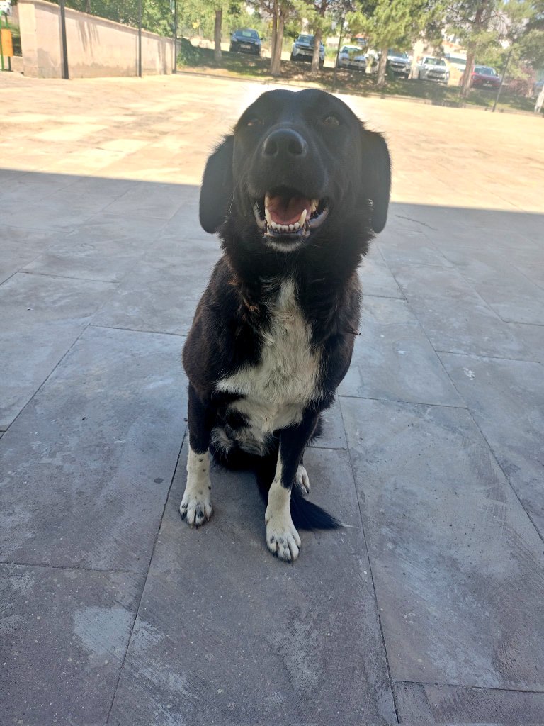 Tumyad4's tweet photo. Niğde'de esnafın baktığı, küpeli, kısır, aşılı, tek bacağı olmamasına rağmen mutluluk içinde gülümseyen sağlıklı bir köpeği gizlice öldürenler, kalbinizdeki neyse sevdiğinizle sınanın. Verdiğiniz acıyı yaşamadan, can almanın cezasını çekmeden ölmeyin. https://t.co/uXvoZe9XHk