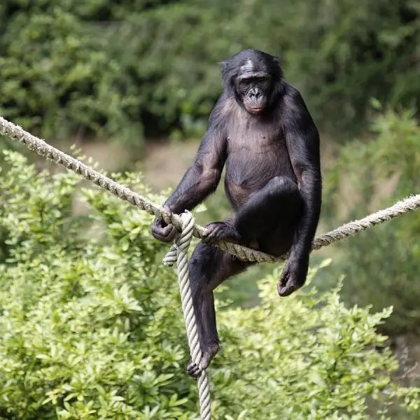 El bonobo (Pan paniscus)Son endémicos de la República Democrática del Congo, viven en las zonas más profundas de la selva tropical húmeda. Los bonobos se han adaptado al ambiente en el que viven, el cual es especialmente frondoso.