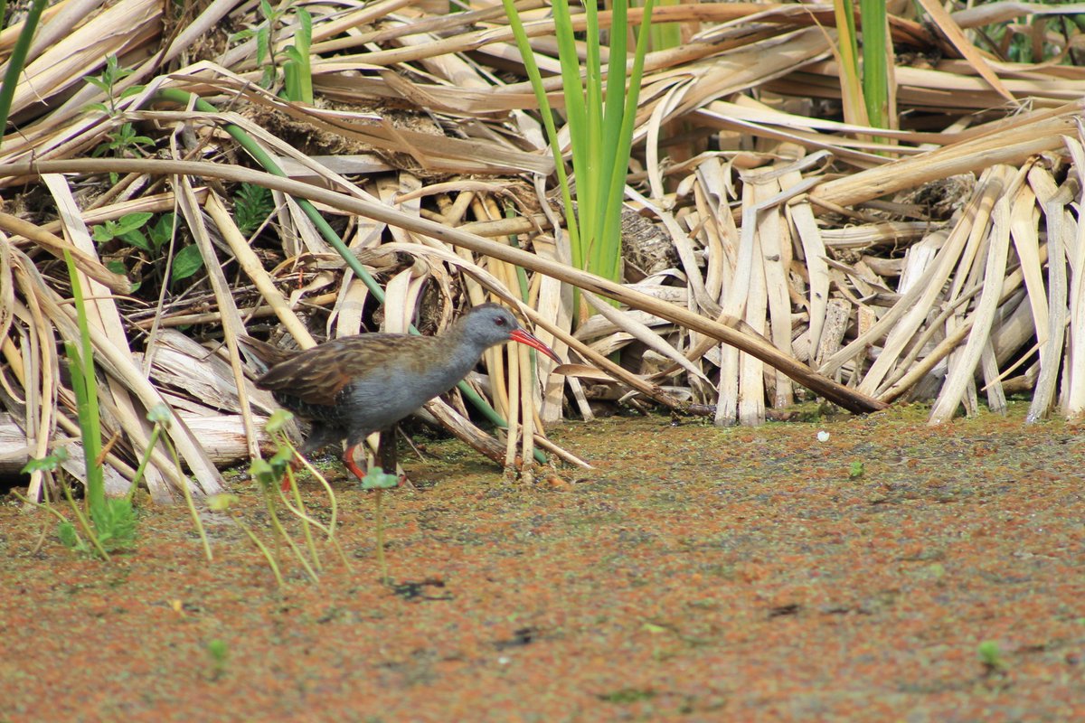 Qué linda eres Bogotá! En nuestra querida capital encontramos especies de fauna y flora importantes, como la tingua bogotana (Rallus semiplumbeus). Se encuentra en peligro de extinción y además, es endémica de humedales y pantanos de la cordillera oriental. 
Fotos: Óscar Morales
