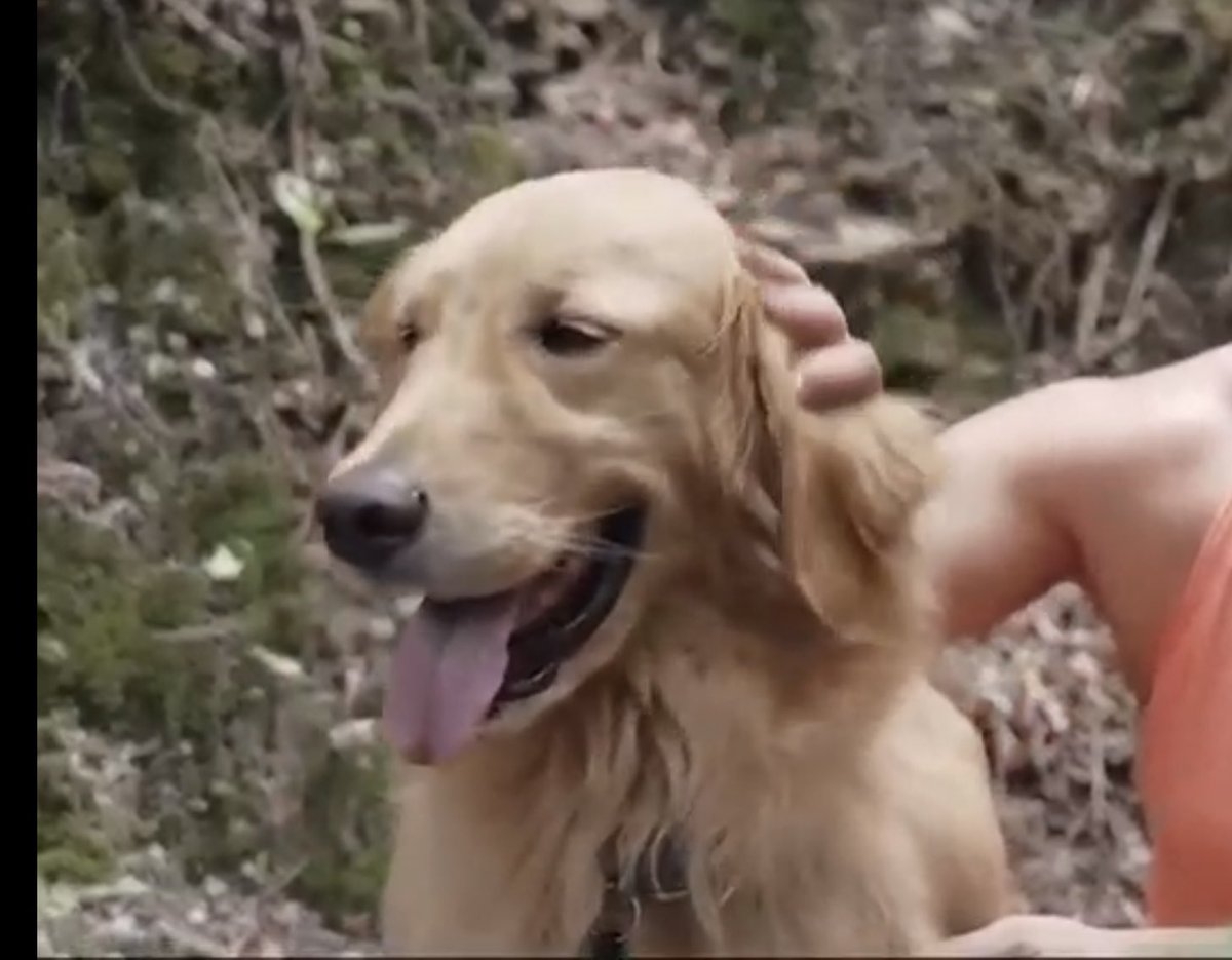 Alexeweer's tweet photo. ¿Quien concuerda conmigo que esto ha sido lo mas TIERNO en estos dos capítulos ?🥰🐶

 #DesafioXX #Desafio20Años https://t.co/UDDVvHtE8U