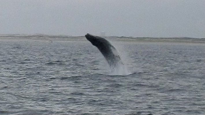 DrDuchovny's tweet photo. I got a compliment on my #Gishies shirt by @CeeDoubleUBee while on a Provincetown whale watch today. Last pic is after about 3 hours of chilly wind, rain & choppy water. I was DONE. https://t.co/0nUYXuCMc7