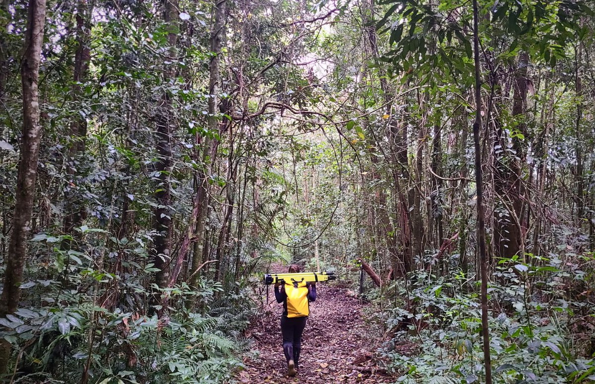 Team from Ghent, Belgium lugging terrestrial laser scanning kit into the tangled Australian rainforest. A series of QPRP plots are now being #TLS scanned to create highly accurate 3D models of the aboveground vegetation in these #LTER #tropicalforest plots🌱