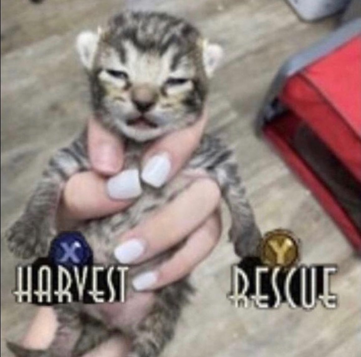 Punch Cat (@punchingcat) on Twitter photo 