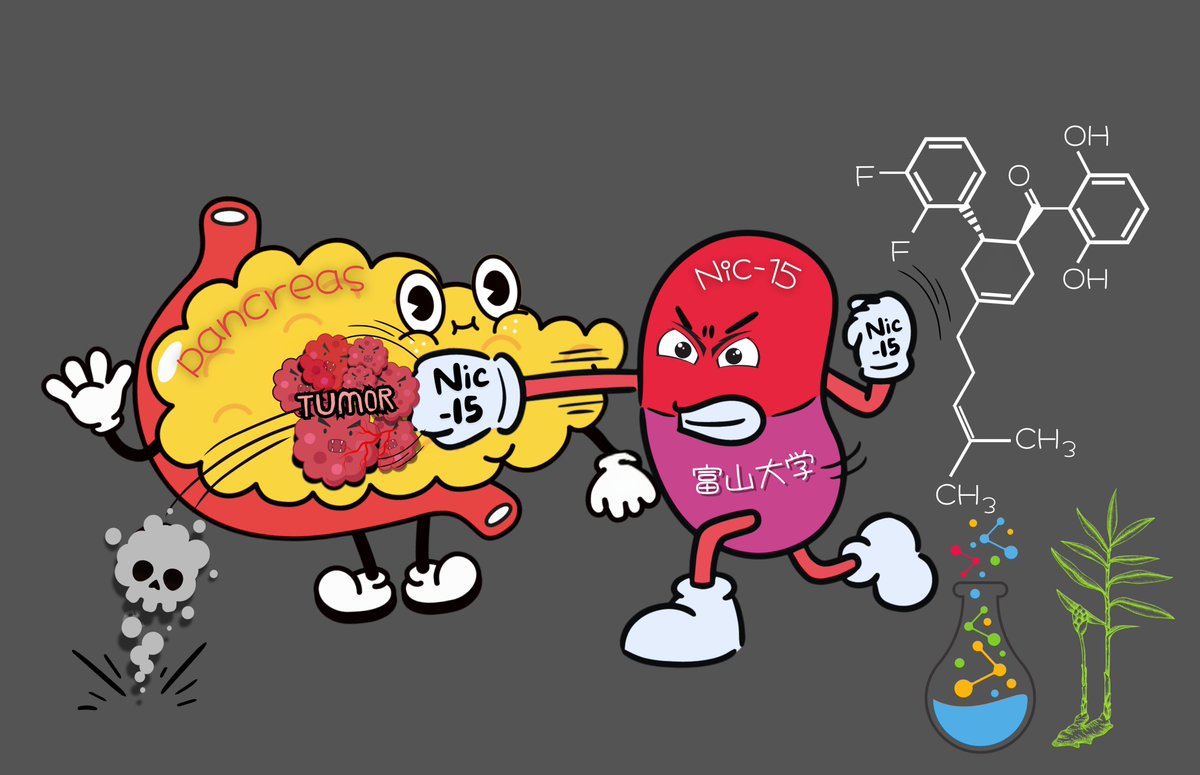 sureshawale's tweet photo. Prof. Suresh Awale @UnivToyama, in collaboration with Profs. Toyooka &amp; Fujii, have developed Nic-15, a game-changer in pancreatic cancer treatment! Nic-15 boosts gemcitabine's efficacy &amp; overcomes drug resistance. #JMedChem https://t.co/OaovnjCxuL https://t.co/3Yc4yLvfRL